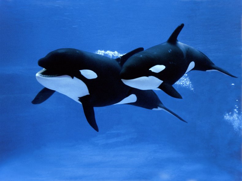 orcas