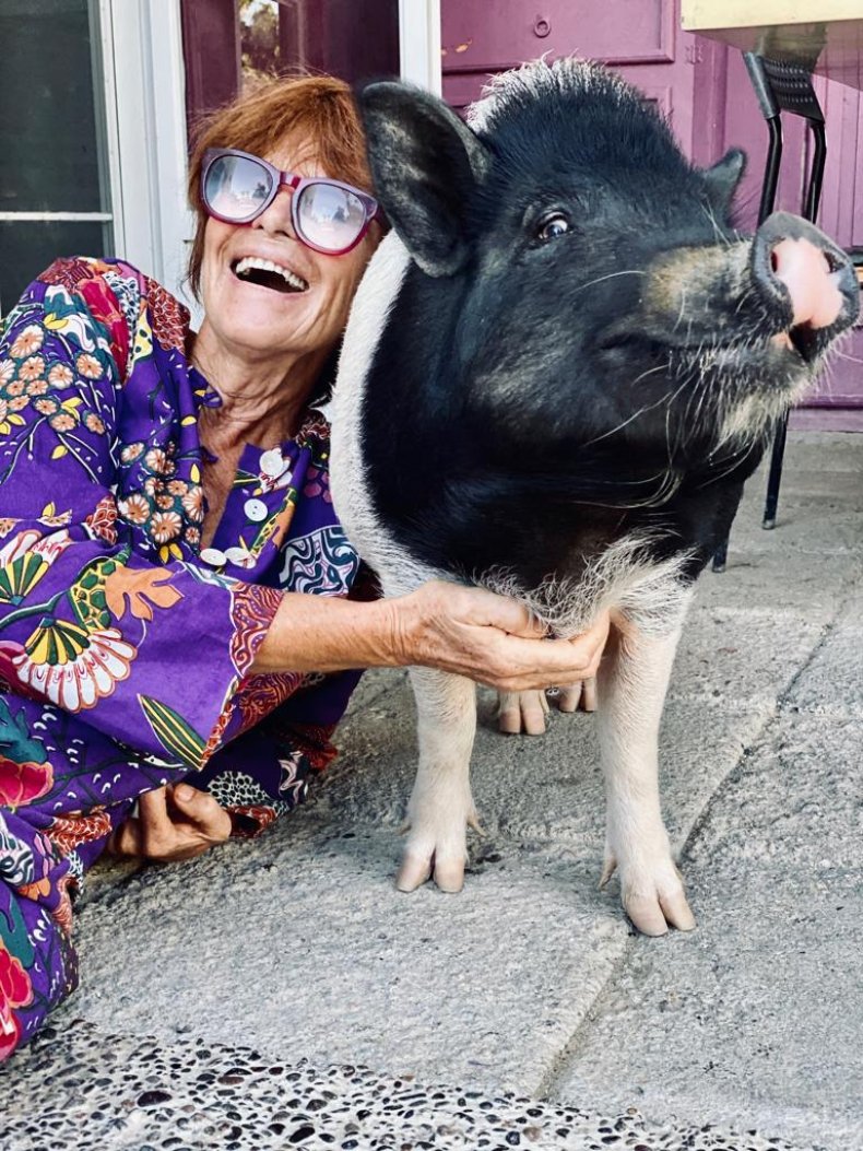 Colette the Artist Pig at Home