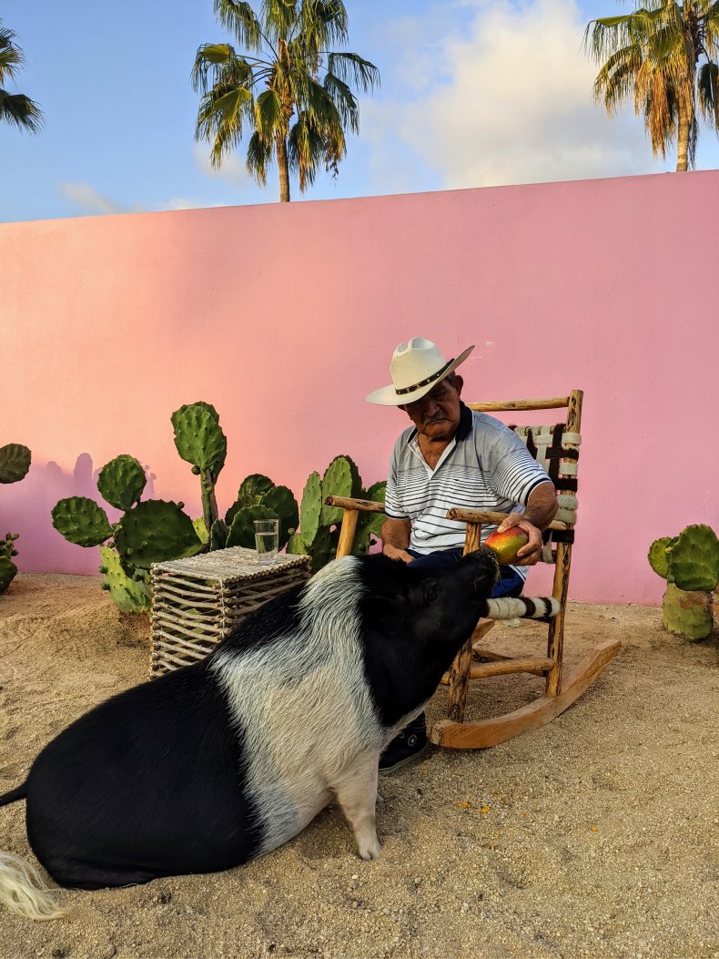 Colette the Artist Pig's Hero Don Javier