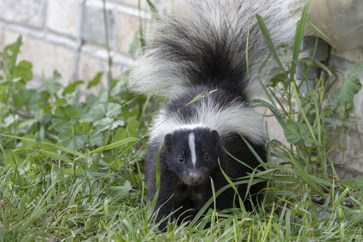 Skunk