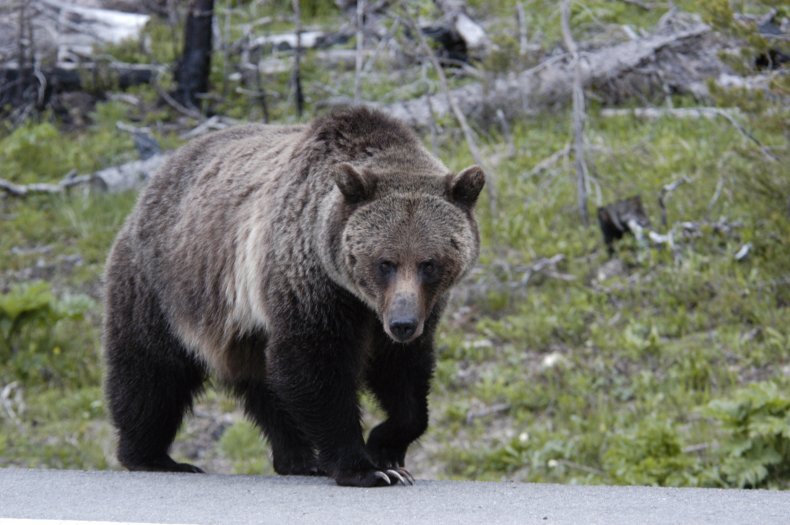 Grizzly bear