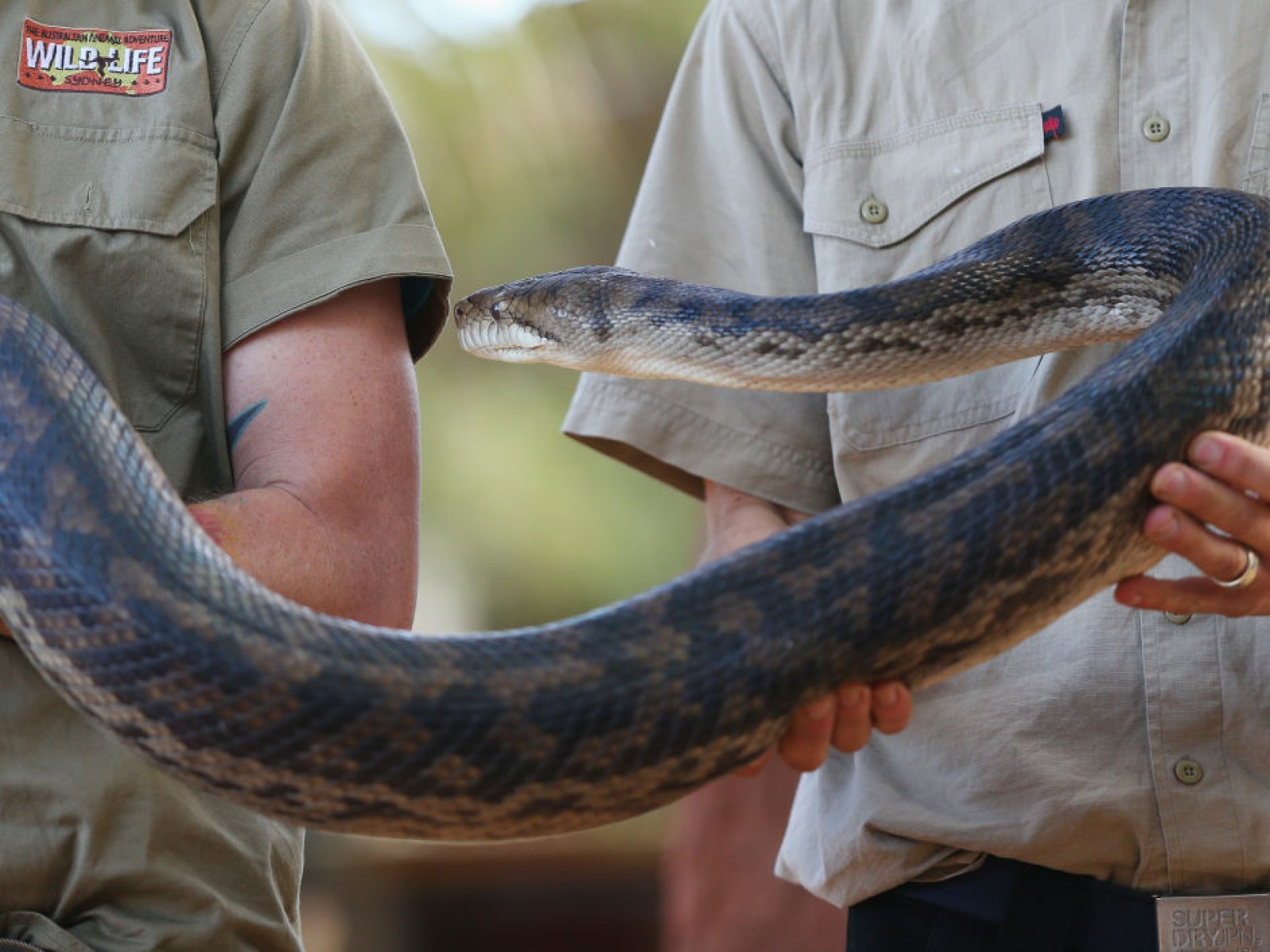 Woman Who Woke Up With Snake Trying To Eat Her Reached Inside Its Mouth To Tear Its Bite Free