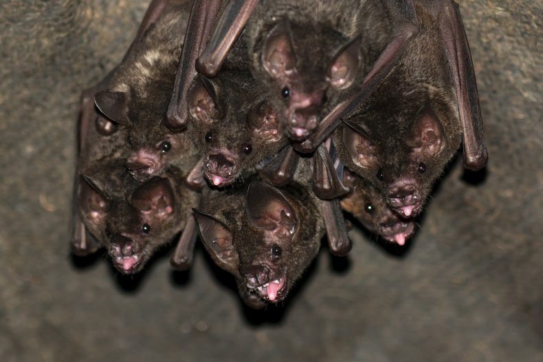 bats, bat scientist, coronavirus, pandemic