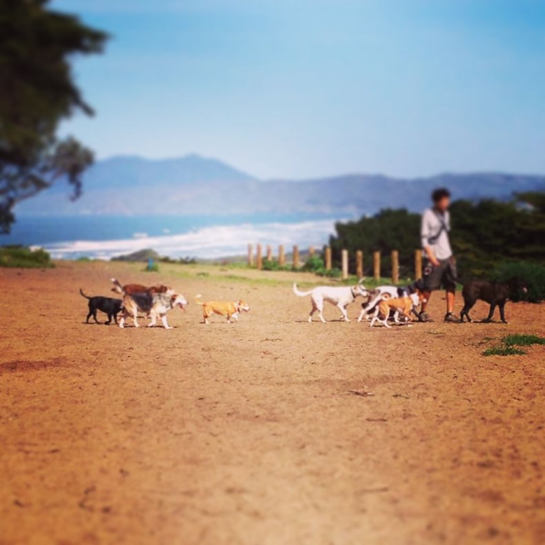 Pack of dogs