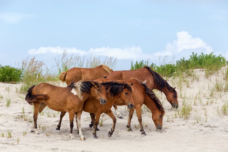 Assateague Island, Chincoteague pony, hoses, getty, stock