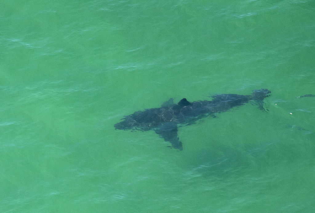 Terrifying Video Shows Huge Great White Shark Circling Kayaker 5,000 ...