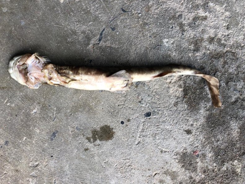 puffadder shyshark
