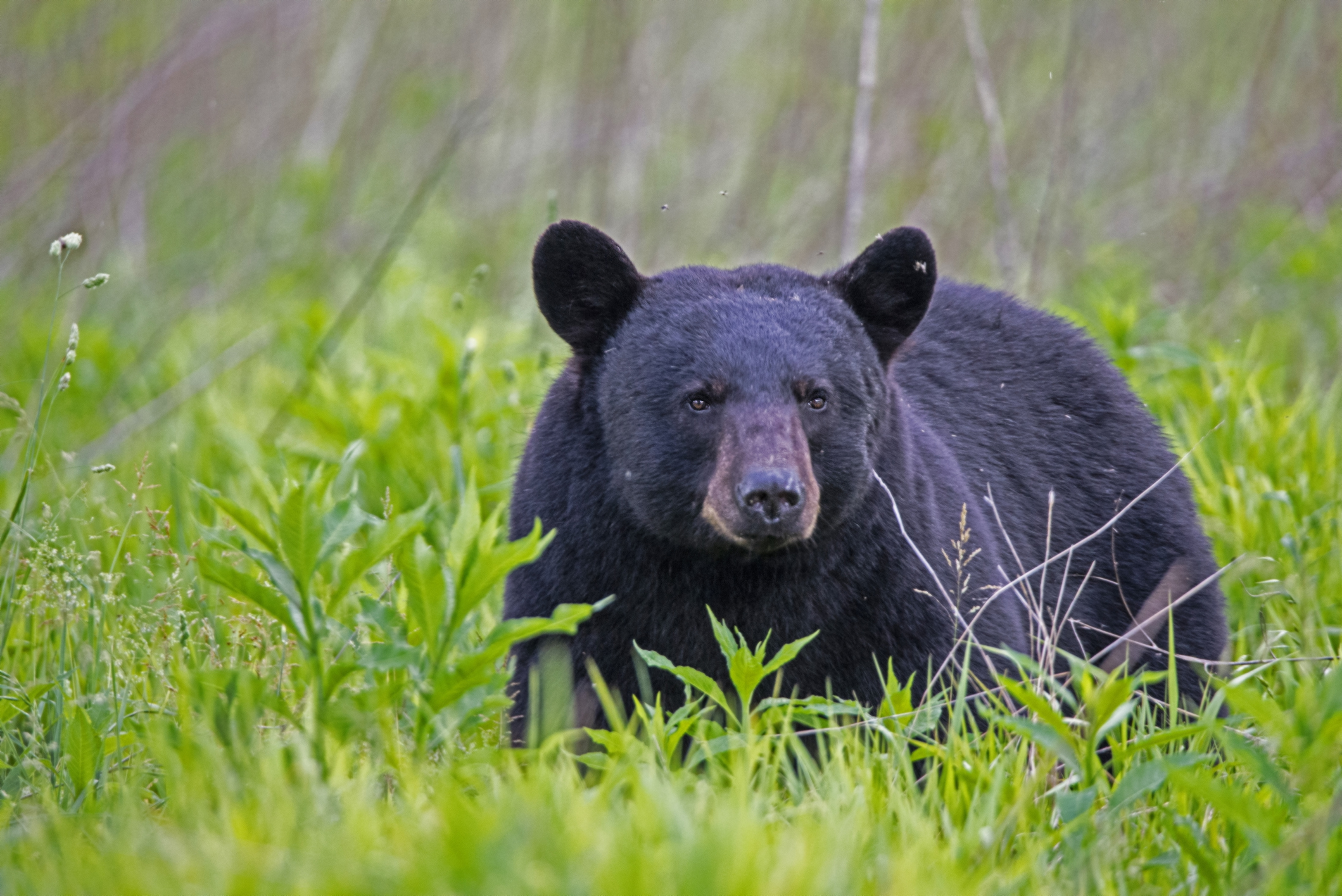 Bear Kills Pet Dog As Pennsylvania Family Attacked For Second Time In ...