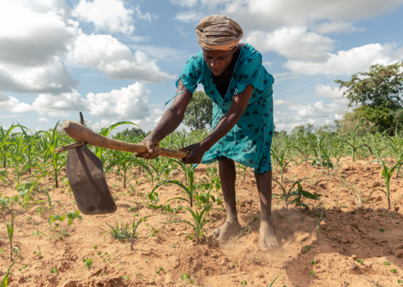 Ongoing drought causes severe food insecurity in Zimbabwe