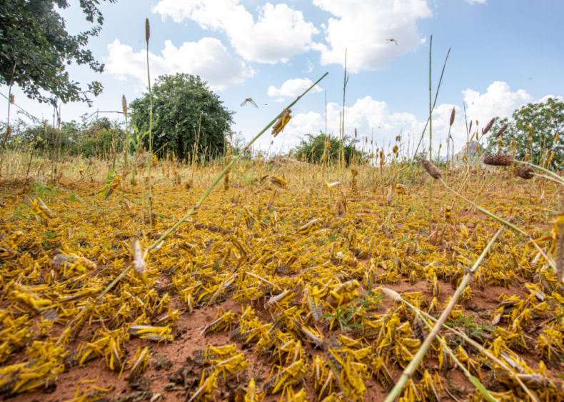 Massive locust swarms in Kenya