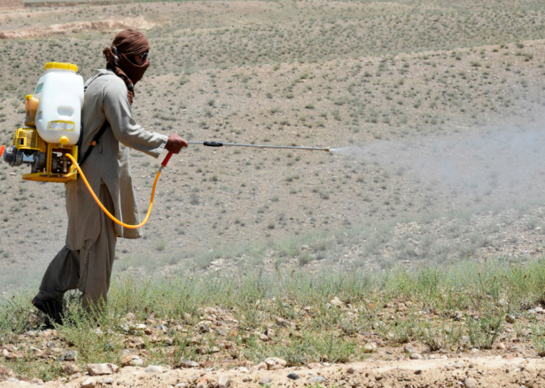 Locust plague in South Asia