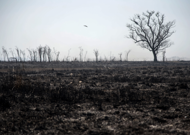 Fires rage in Argentina’s Paraná Delta