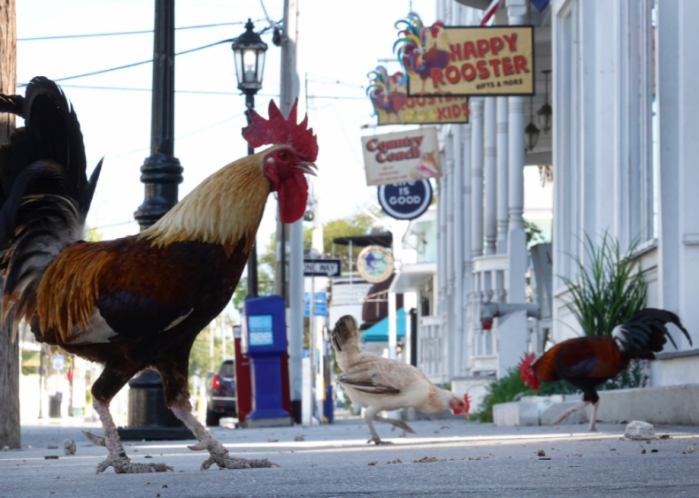 Key West faces tough times as closures affect tourism