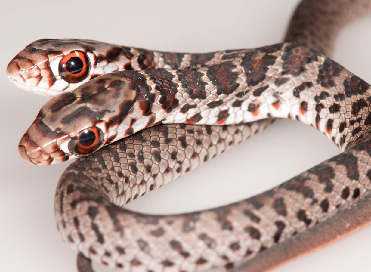 Woman Finds Rare Two Headed Southern Black Racer Snake Inside Florida Home