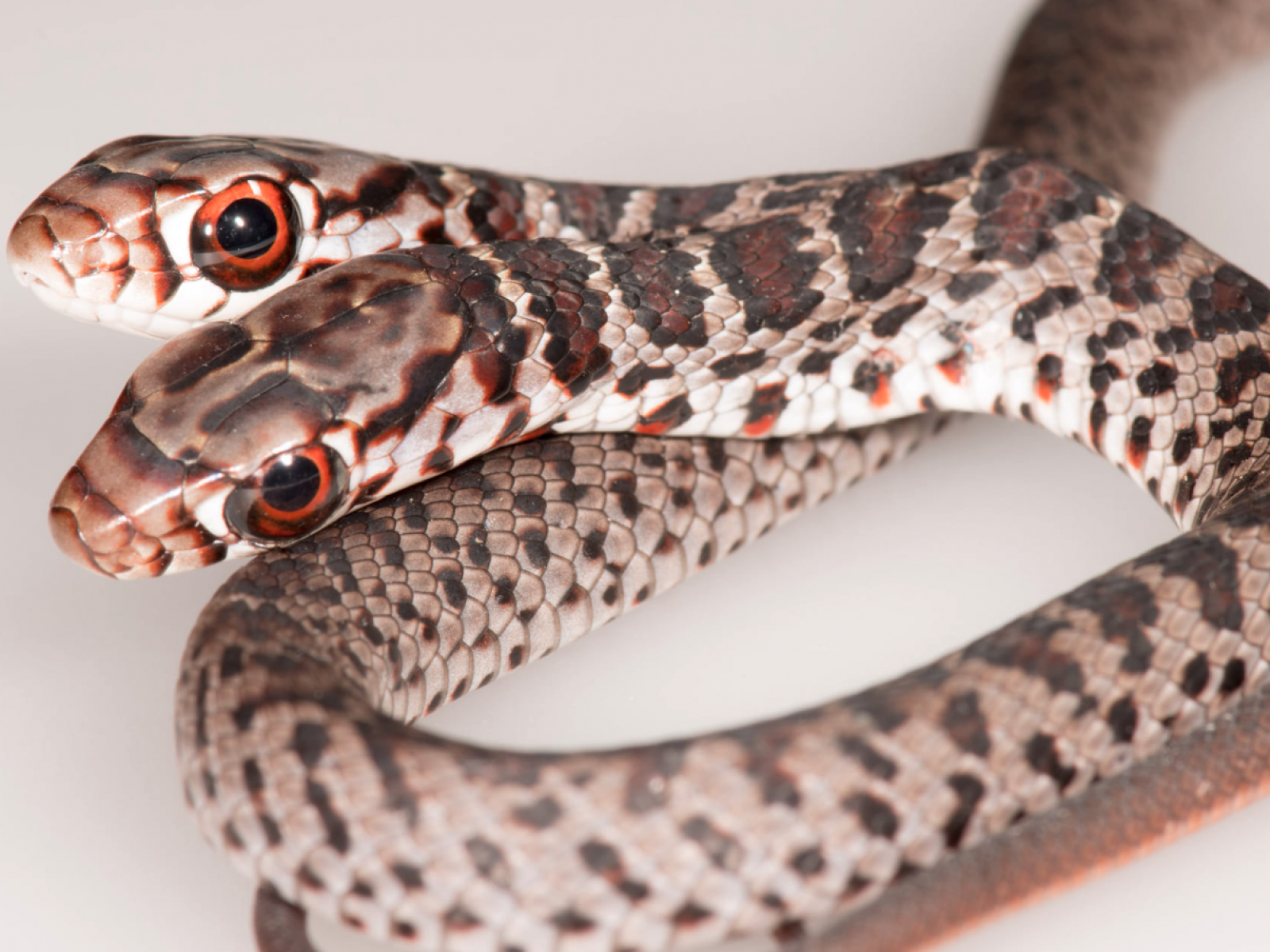 Woman Finds Rare Two Headed Southern Black Racer Snake Inside Florida Home Woman Finds Rare Two Headed Southern Black Racer Snake Inside Florida Home