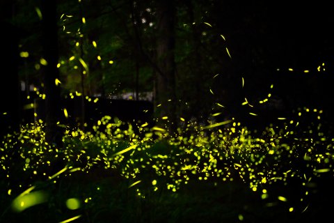 CUL_Map_Otherworldly_Synchronous Fireflies