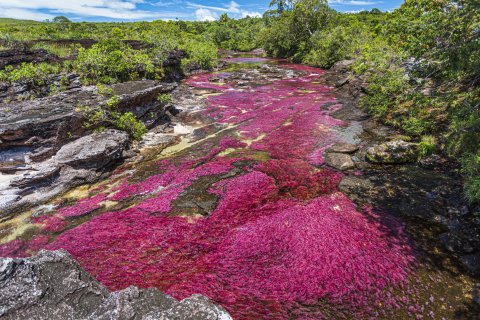 CUL_Map_Otherworldly_Cryistal river, Colombia