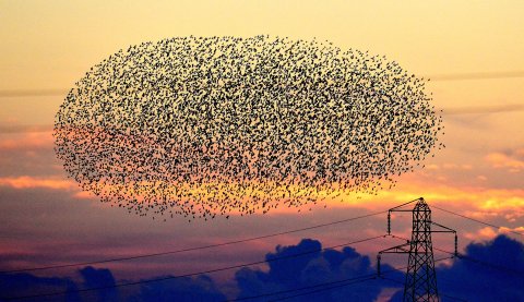 CUL_Map_Otherworldly_ murmuration