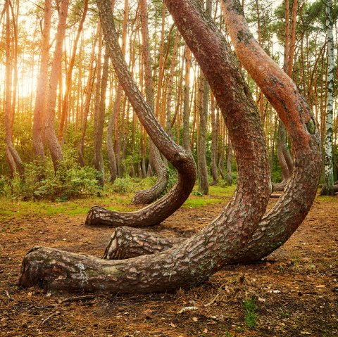 CUL_Map_Otherworldly_Crooked Forest