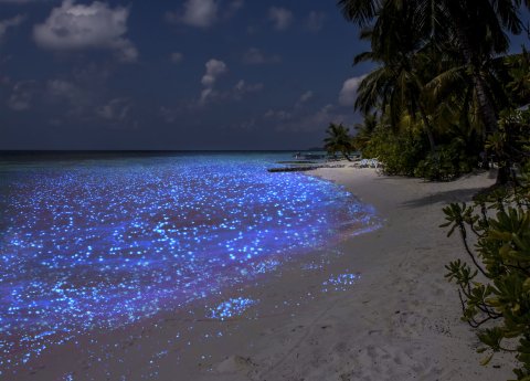 CUL_Map_Otherworldly_Bioluminescence