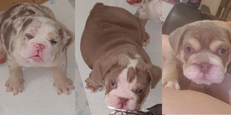 pedigree british bulldog puppies for sale