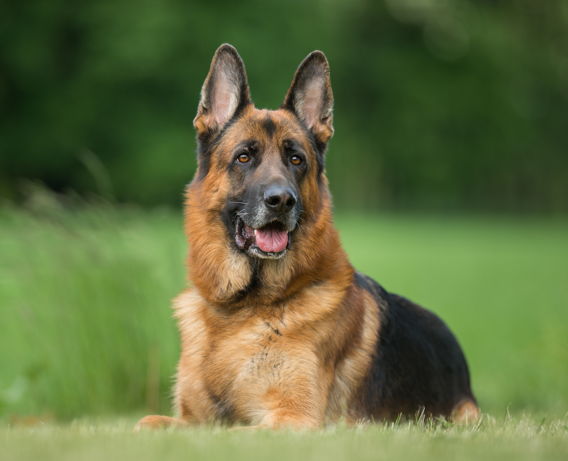 Baby with best sale german shepherd