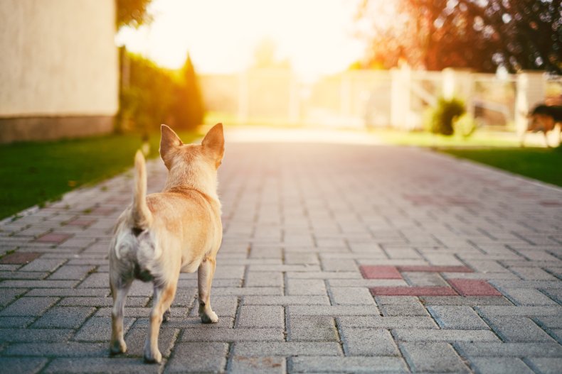 chihuahua dog
