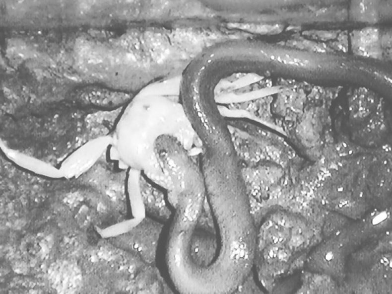 Cat Eyed Water Snake