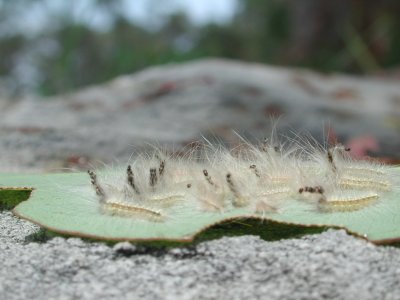 Mad Hatterpillars Mad Hatterpillars