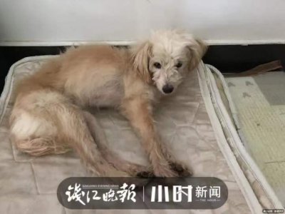 China pet dog