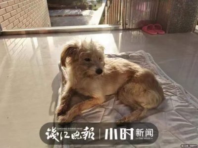China pet dog China pet dog