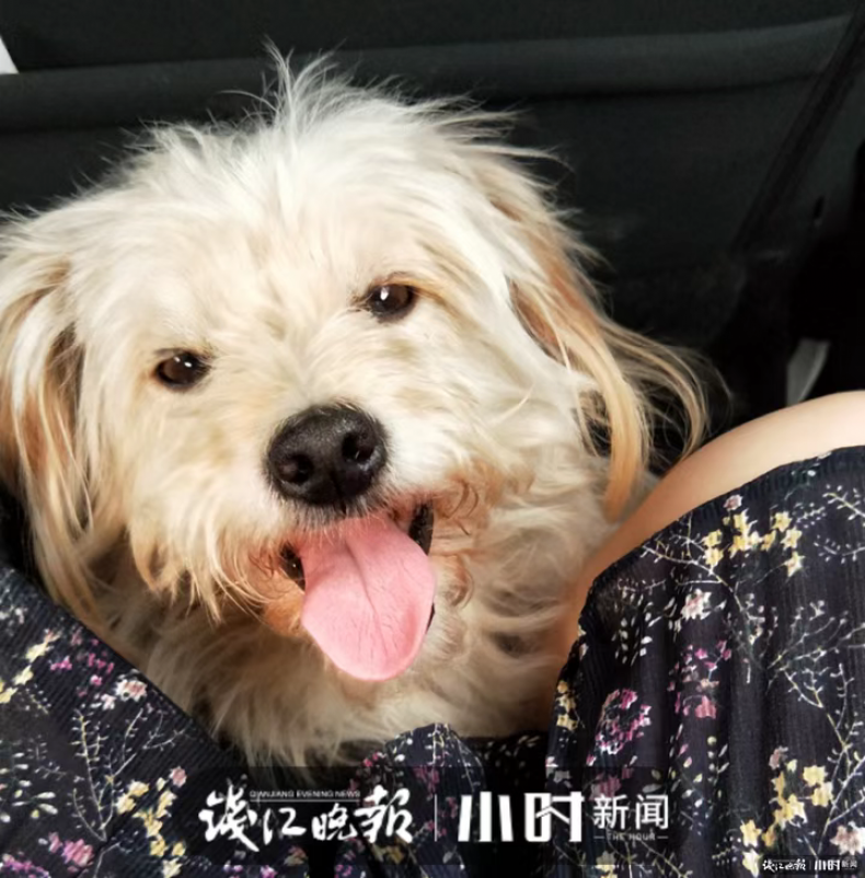 China pet dog China pet dog