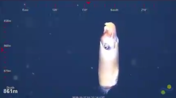 ram's head squid