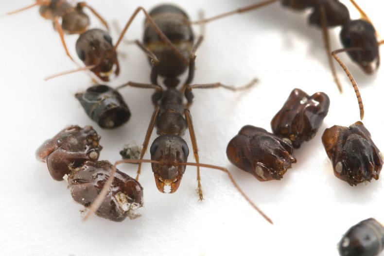 Formica ants