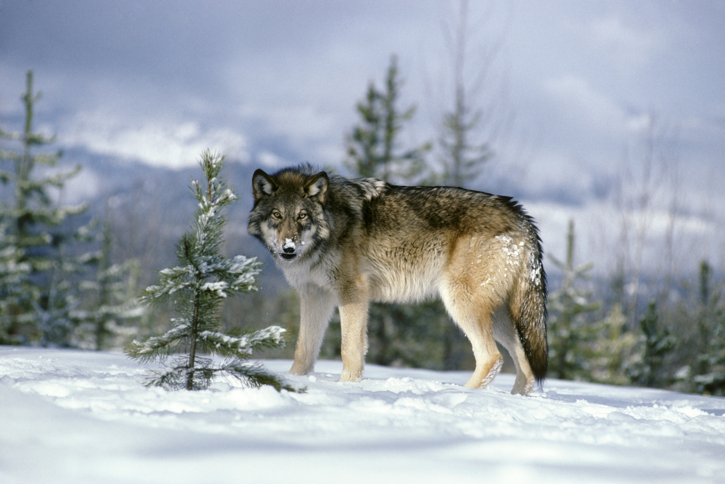 Conservation Group Calls Trump Admin Decision to Revoke Gray Wolves