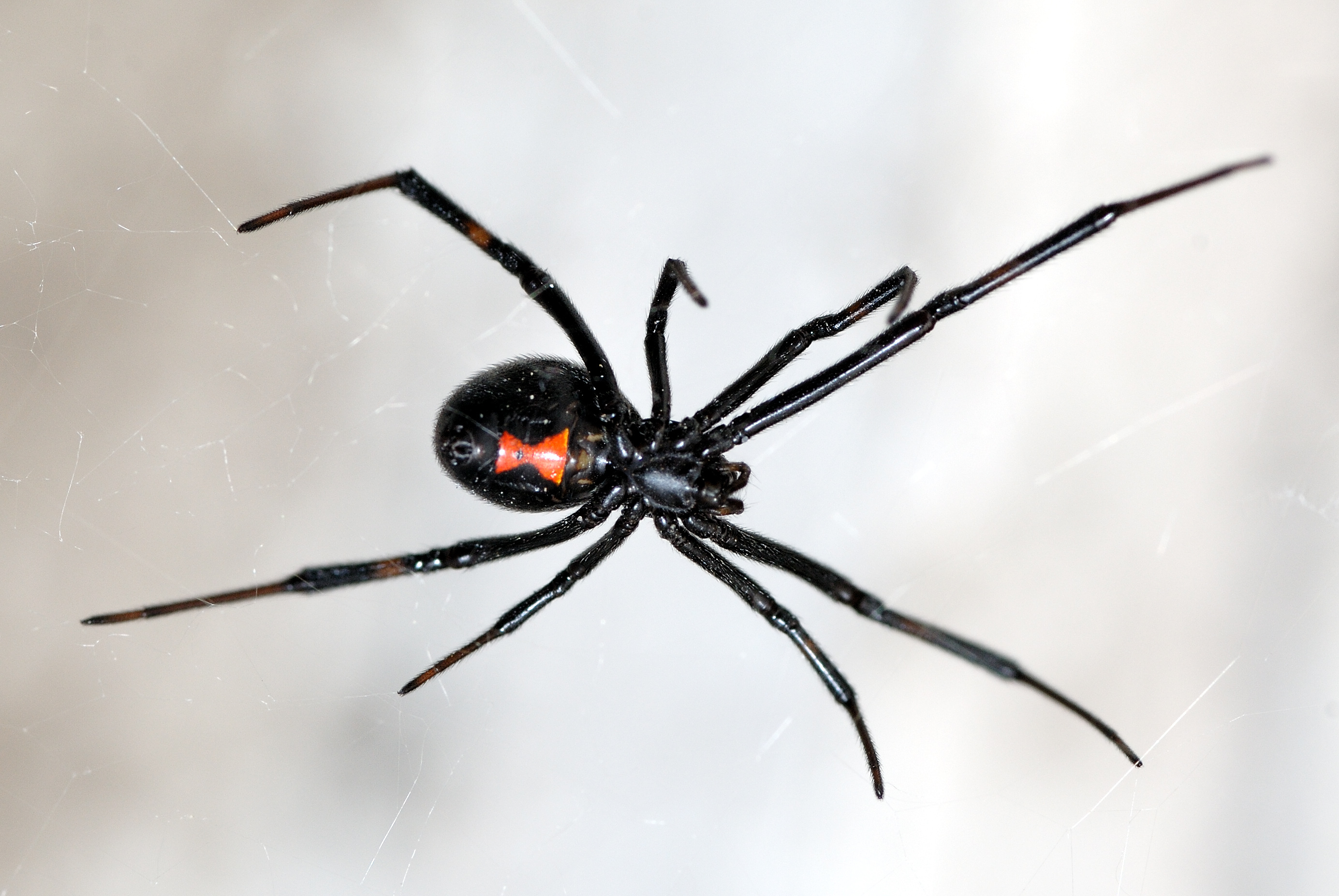 Onderzoek vaccinatie Geven Deadly Black Widow Spiders Feast on Males after Mating with Them and  Liquefy Their Prey