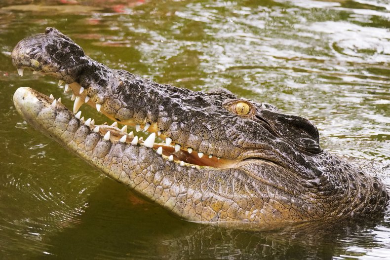 saltwater crocodile, getty, stock