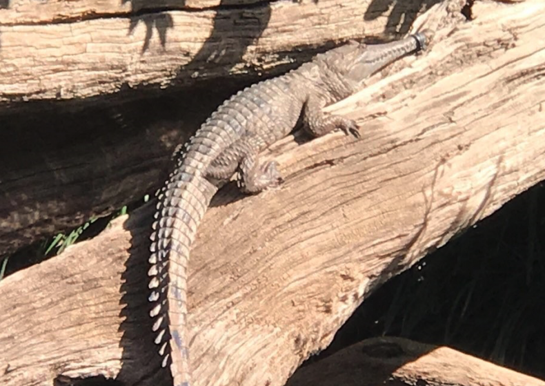 Freshwater crocodile