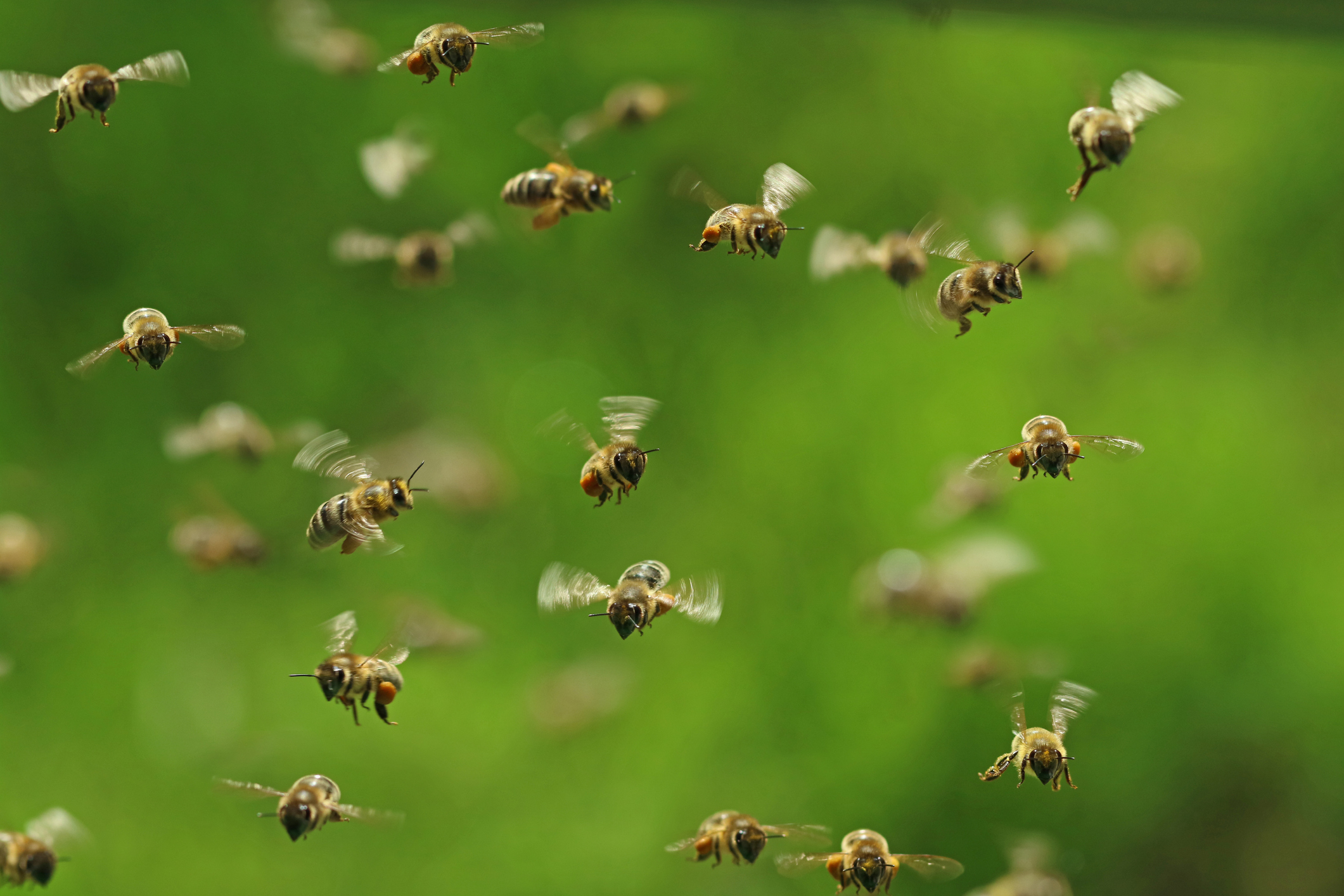 цветочная полка bee swarm