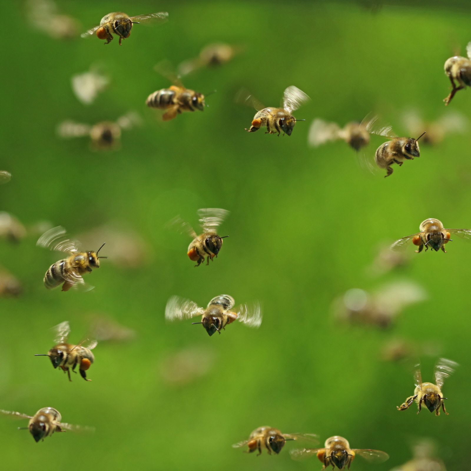 Spring Swarming Swarm Arizona
