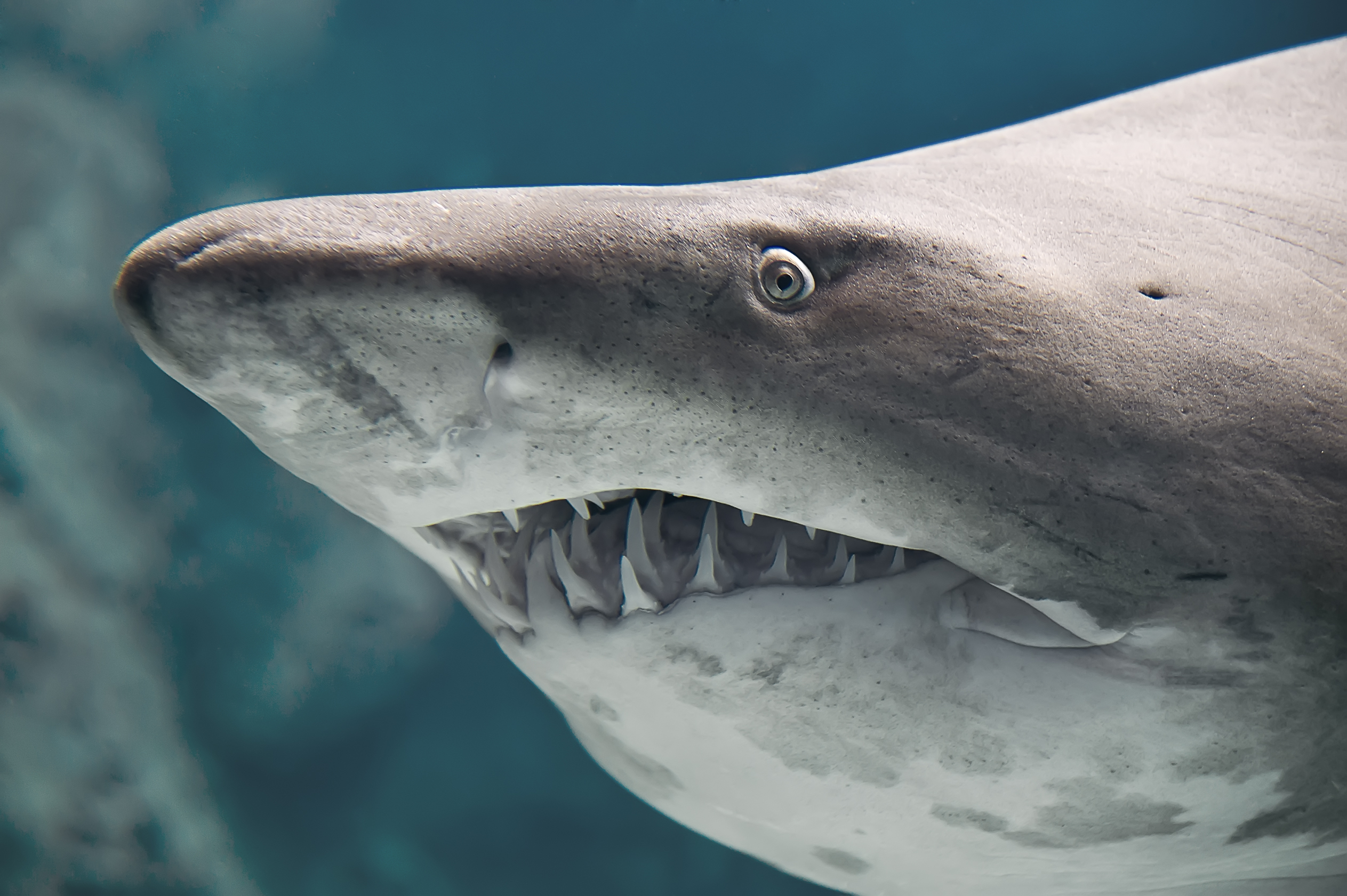 Shark Bites Teenager In 10th Attack Off Coast Of Florida County This Year