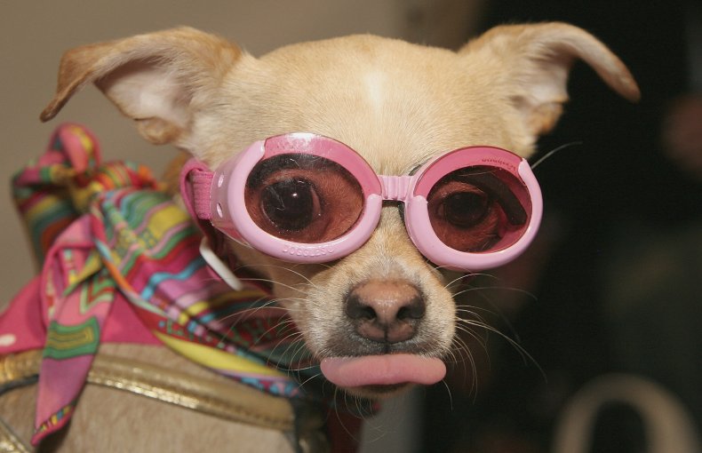 dog with goggles