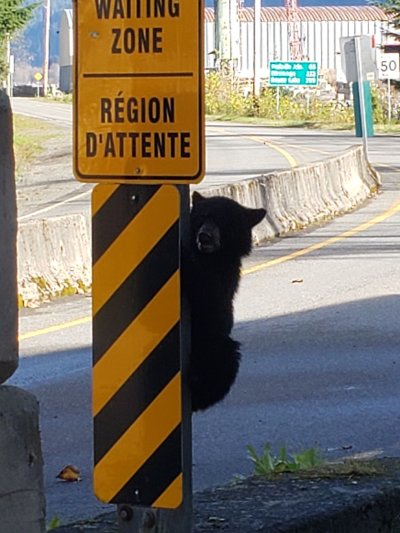 bear bear