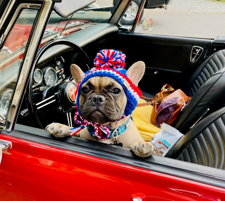 Mayor, Mayoral Election, Kentucky, Dogs