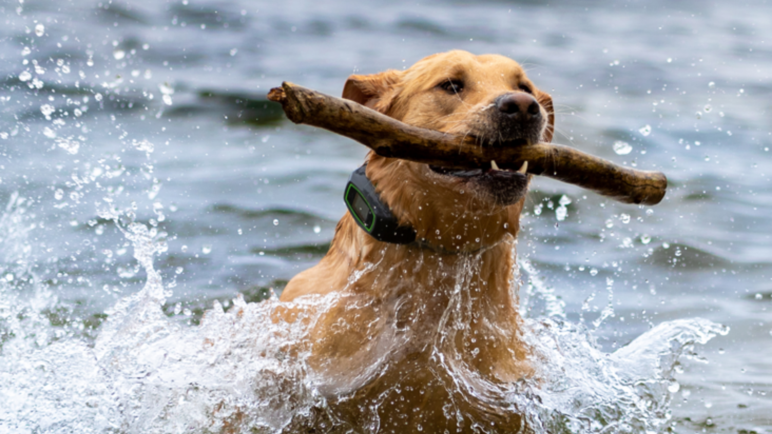 virtual fence for dogs