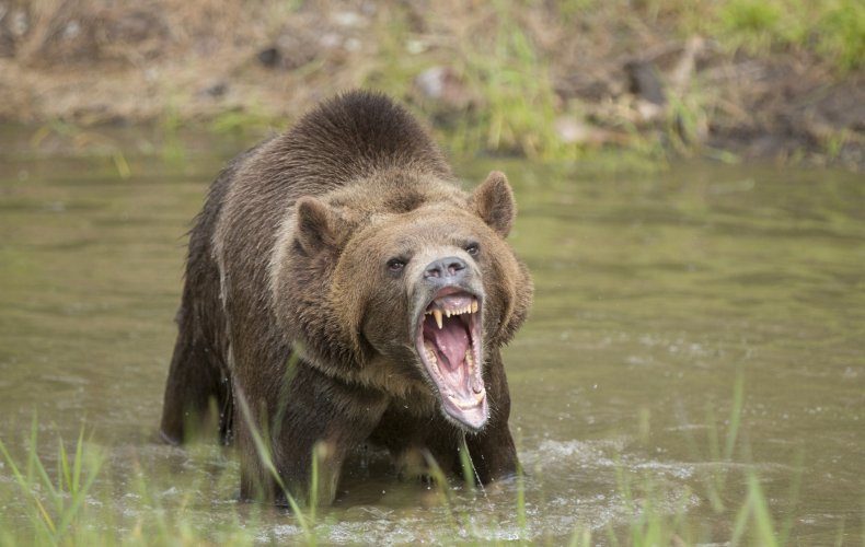 grizzly bear, brown bear, stock, getty