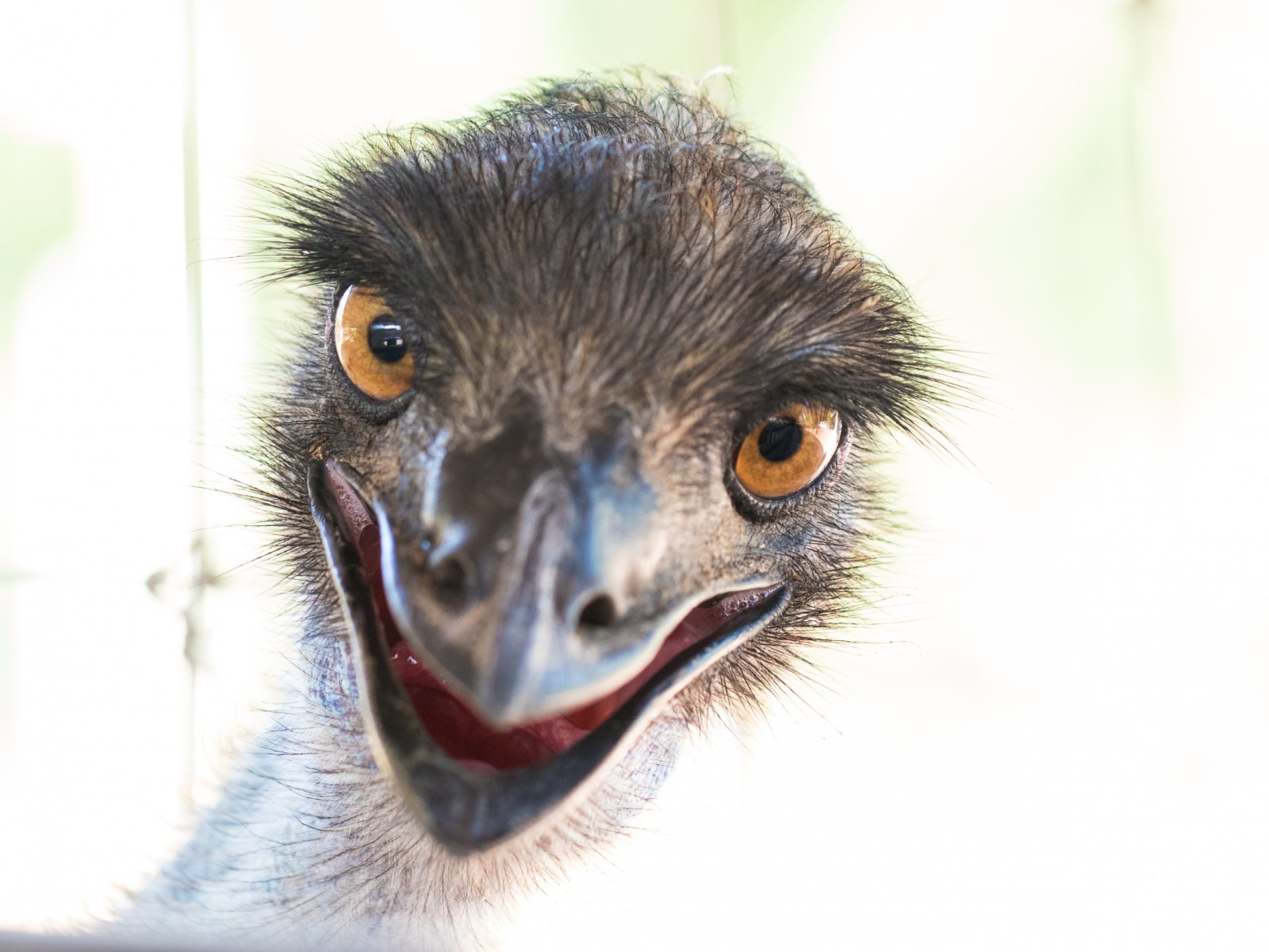 Local Animal Services Seek Owner Of Lost Emu Found Wandering Suburbs Local Animal Services Seek Owner Of Lost Emu Found Wandering Suburbs