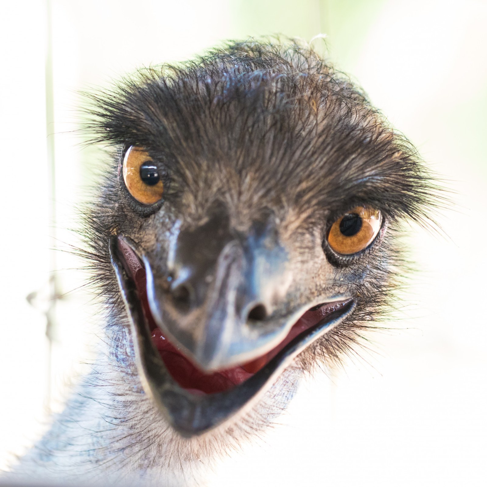 Local Animal Services Seek Owner Of Lost Emu Found Wandering Suburbs Local Animal Services Seek Owner Of Lost Emu Found Wandering Suburbs