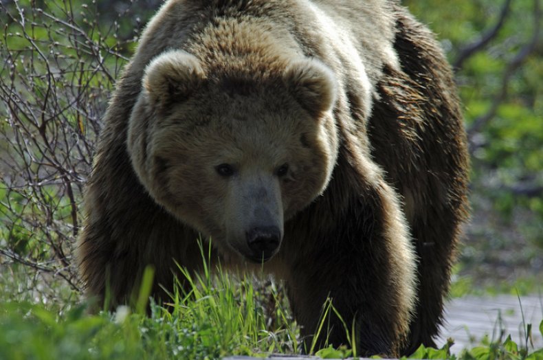 Kamchatka bear