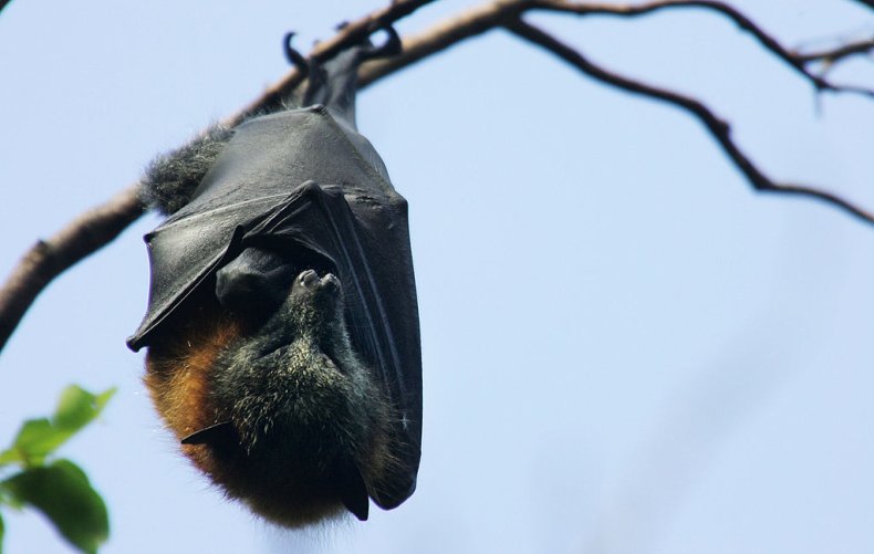 Bat